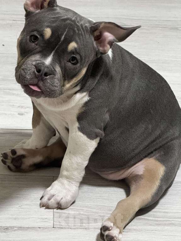 Собаки в Москве: Голубой триколор Девочка, 70 000 руб. - фото 2