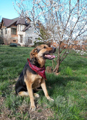 Собаки в Санкт-Петербурге: Хулиган Мальчик, 77 руб. - фото 1
