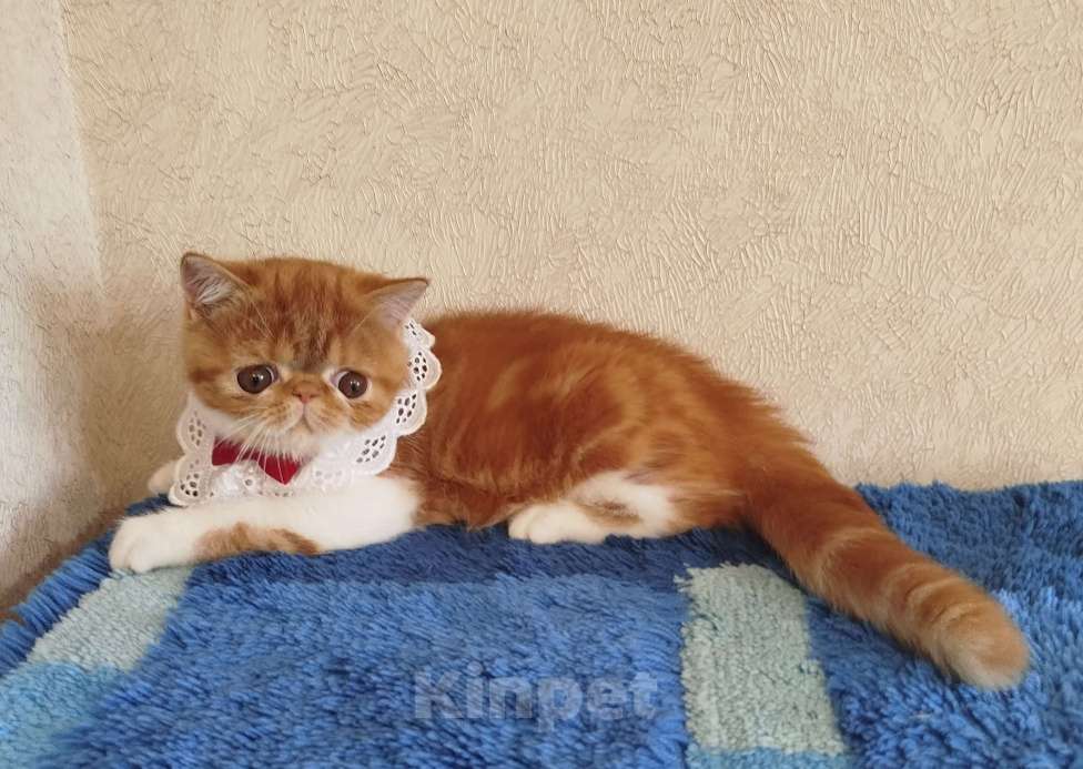Кошки в Новосибирске: Продажа экзотической короткошерстной кошечки  Девочка, 35 000 руб. - фото 3