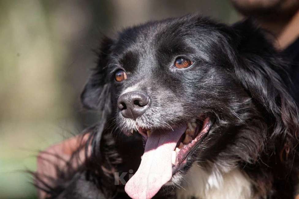 Собаки в Москве: Нежная и благородная собака Хэйси в дар Девочка, 1 руб. - фото 6