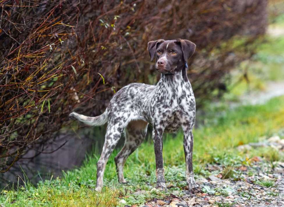 Собаки в других городах Московской области: Осетинка в добрые руки Девочка, Бесплатно - фото 7