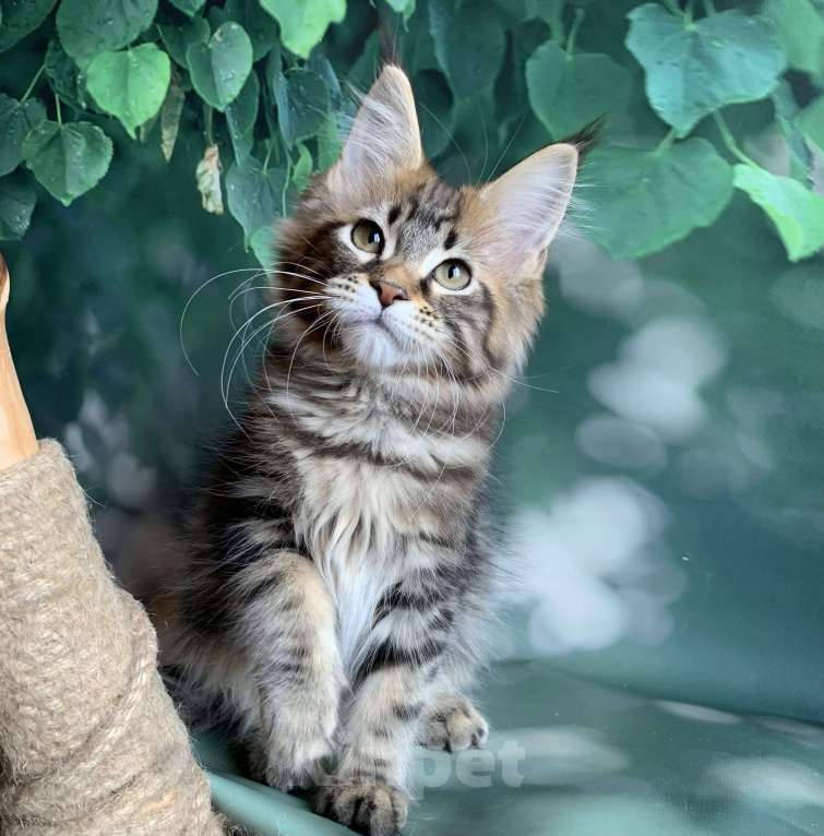 Кошки в Санкт-Петербурге: Котята мейн кун Мальчик, 50 000 руб. - фото 3