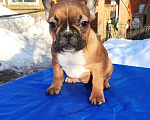 Собаки в Красноармейске: Щенки французкого бульдога Мальчик, 25 000 руб. - фото 3