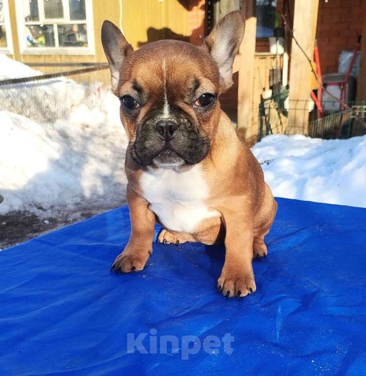 Собаки в Красноармейске: Щенки французкого бульдога Мальчик, 25 000 руб. - фото 3