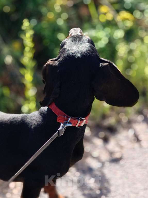 Собаки в Санкт-Петербурге: Такса стандартная гладкошерстная  Мальчик, Бесплатно - фото 4