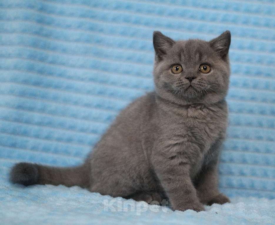 Кошки в Магнитогорске: Whiskey Marshmallow  Мальчик, Бесплатно - фото 1