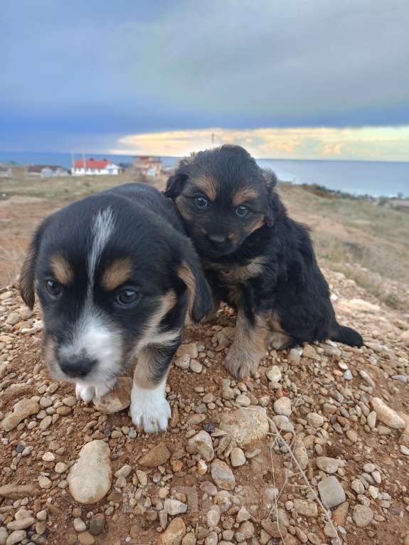 Собаки в Севастополе: В добрые ручки Девочка, Бесплатно - фото 2