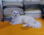 Кошки в Ливны: Ангорский котик, 1 500 руб. - фото 4