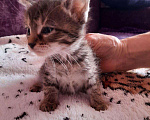 Кошки в Барыше: Котята в добрые руки, Бесплатно - фото 1