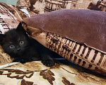 Кошки в Гатчине: Котята девочки темненькие метисы. Девочка, Бесплатно - фото 5