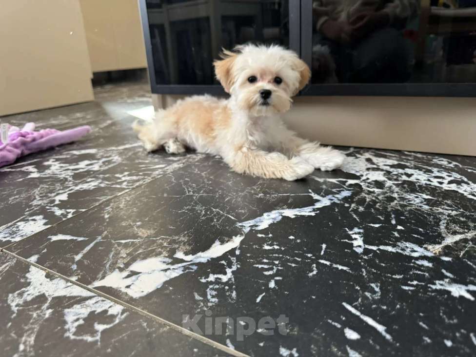 Собаки в Москве: Мини девочка мальтипу ф1 Девочка, 120 000 руб. - фото 6