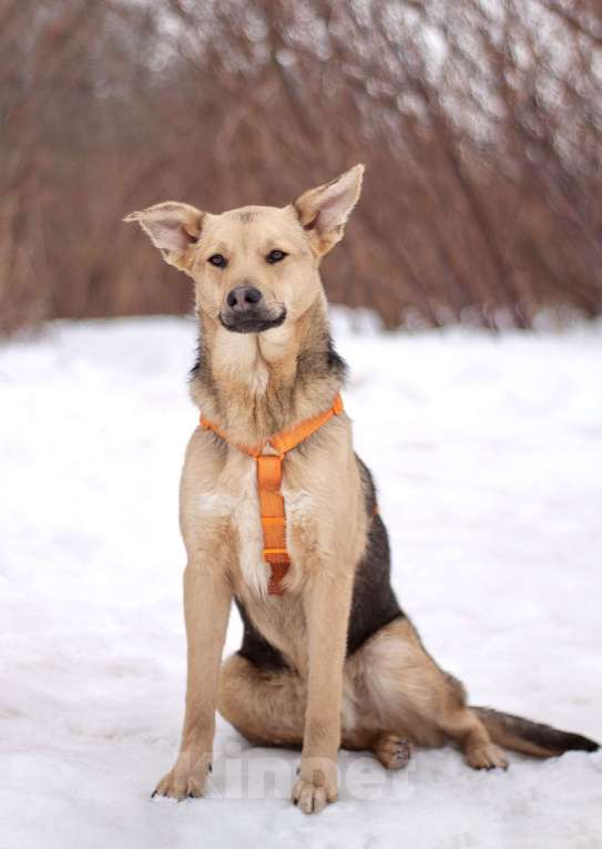 Собаки в Москве: Очаровательный нежный Платоша в поисках дома Мальчик, Бесплатно - фото 3