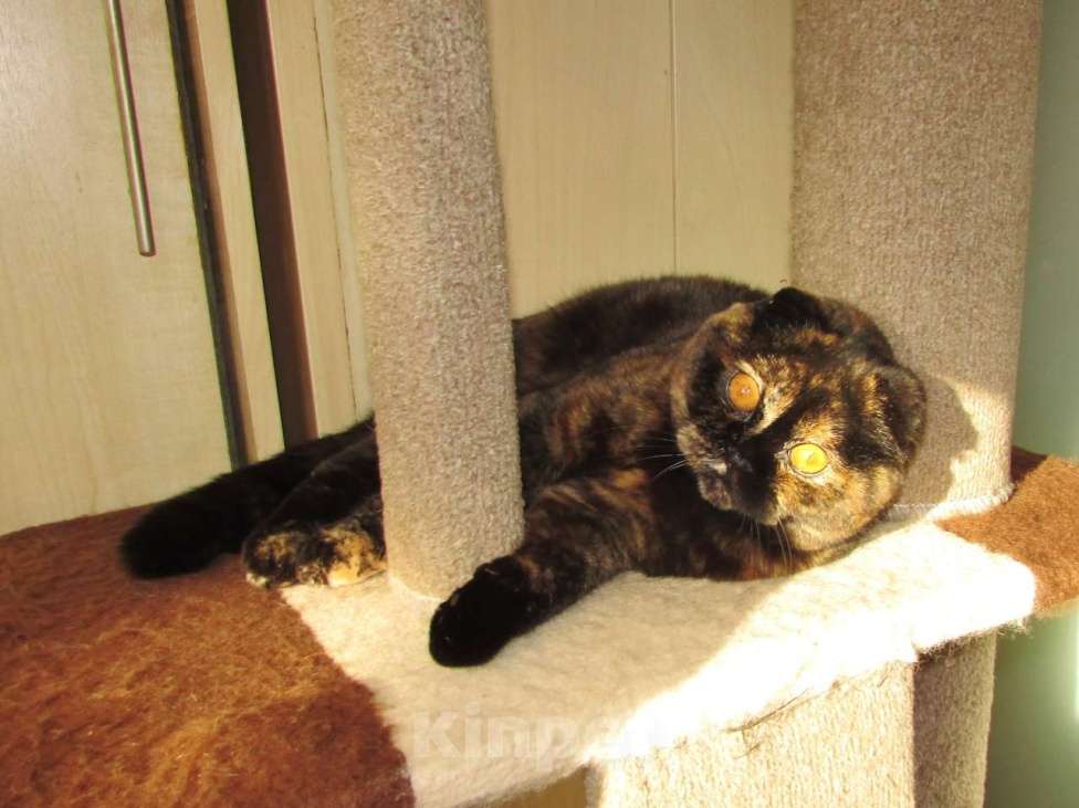 Кошки в Санкт-Петербурге: шотландская кошечка в разведение или в любимцы Девочка, Бесплатно - фото 5
