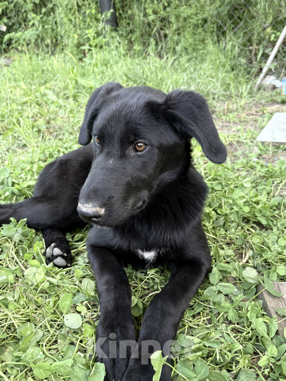 Собаки в других городах Краснодарского края: Уникальный щенок «ризеновчарик» мальчик Джекки  Мальчик, 1 000 руб. - фото 4