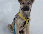 Собаки в Ногинске: Дымка Девочка, Бесплатно - фото 2