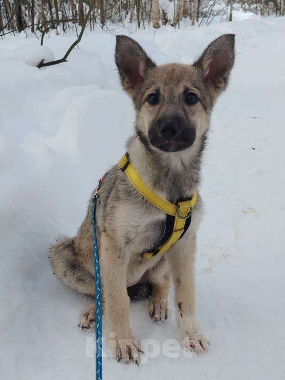 Собаки в Ногинске: Дымка Девочка, Бесплатно - фото 2