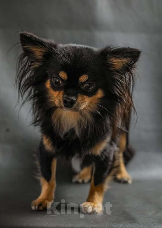 Собаки в Новосибирске: Вязка Чихуахуа  Мальчик, 20 000 руб. - фото 6