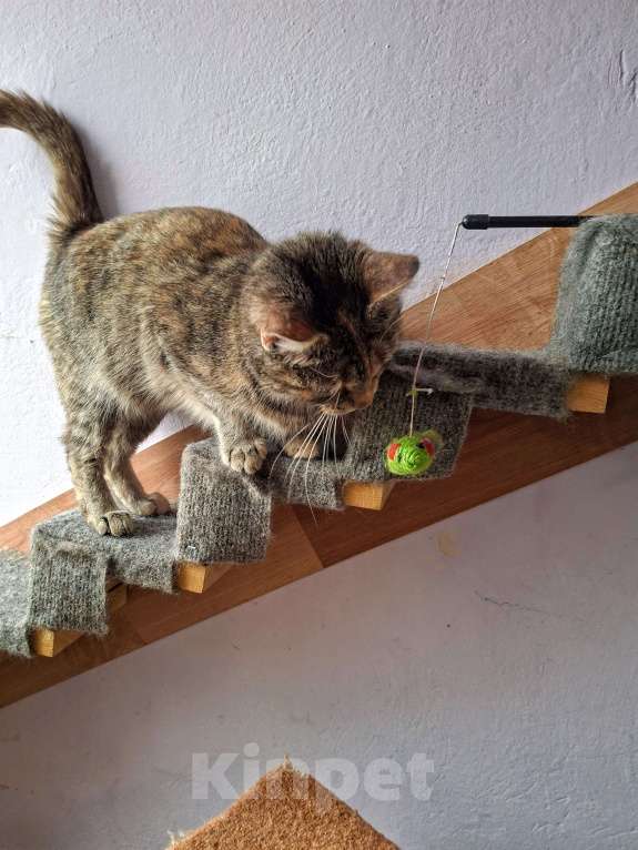 Кошки в Санкт-Петербурге: Очень ласковая молодая кошка. Кастририована, привита. Девочка, Бесплатно - фото 5