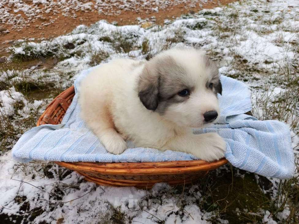 Собаки в Малоярославце: щенки пиренейской горной собаки_мальчик 2 Мальчик, 40 000 руб. - фото 2