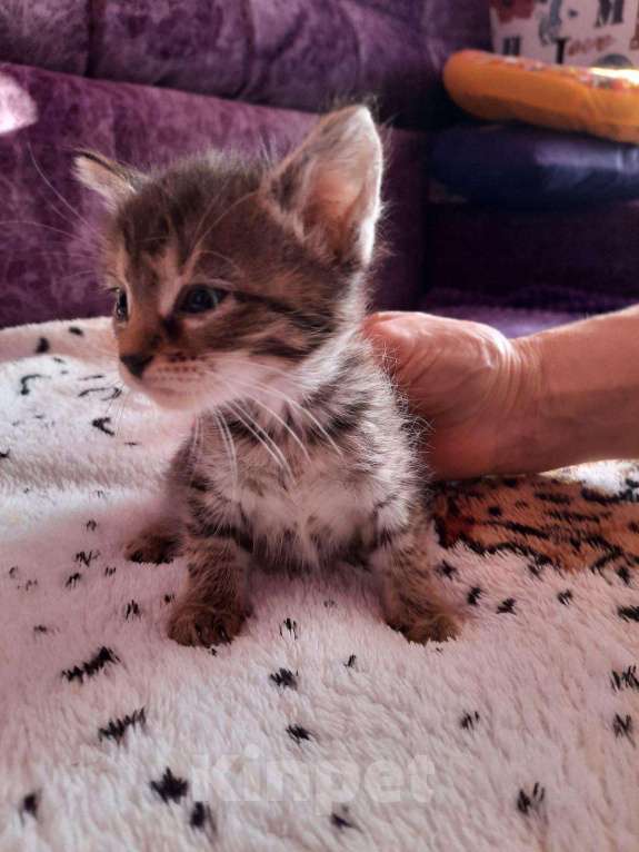 Кошки в Барыше: Котята в добрые руки, Бесплатно - фото 1
