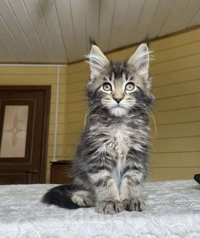 Кошки в других городах Московской области: Мейн-кун мальчишка❤️ Мальчик, 60 000 руб. - фото 5