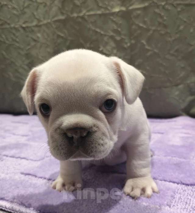 Собаки в Москве: Кремовый мальчишка Мальчик, 60 000 руб. - фото 1
