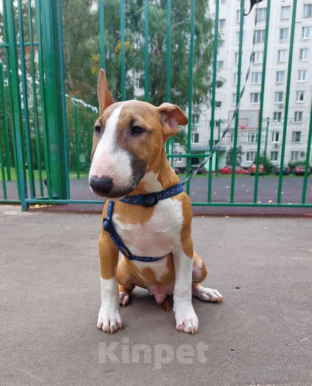 Собаки в Москве: Миниатюрный бультерьер, клевый пацан. Мальчик, 70 000 руб. - фото 5