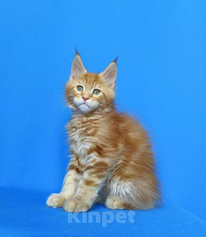 Кошки в Москве: Котята Мейн-Кун Мальчики Мальчик, 70 000 руб. - фото 2