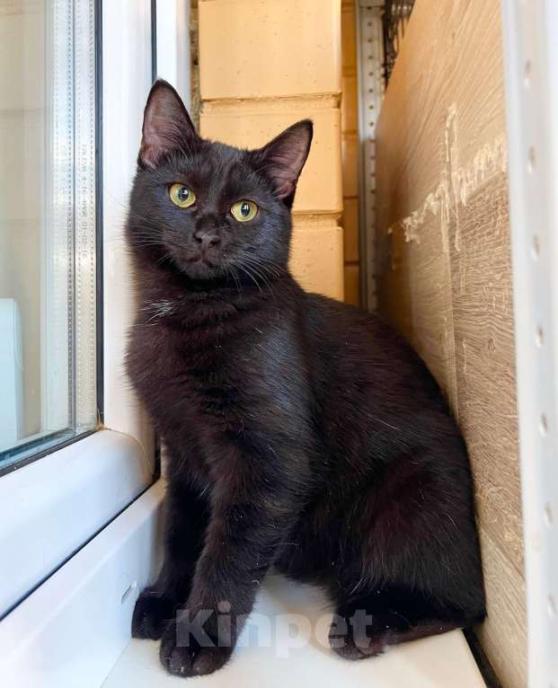 Кошки в Москве: Котёнок Шанель в добрые руки Девочка, Бесплатно - фото 8