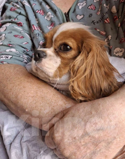 Собаки в Маркс: Девочка  Девочка, 90 000 руб. - фото 2