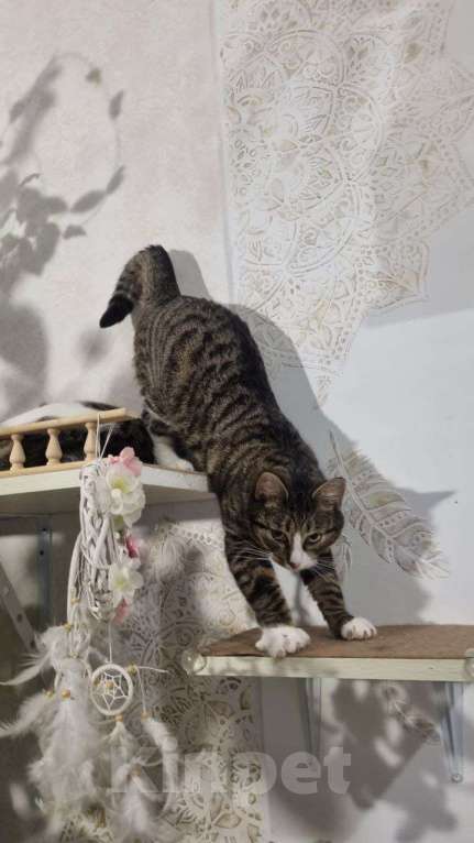 Кошки в Санкт-Петербурге: Кошечка юная коренная петербурженка в добрые руки Девочка, Бесплатно - фото 5