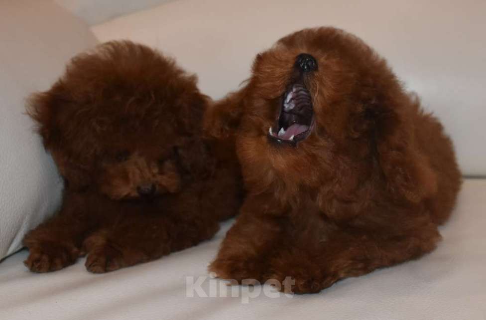 Собаки в Москве: Шикарная девочка РКФ, Влада Девочка, 150 000 руб. - фото 2