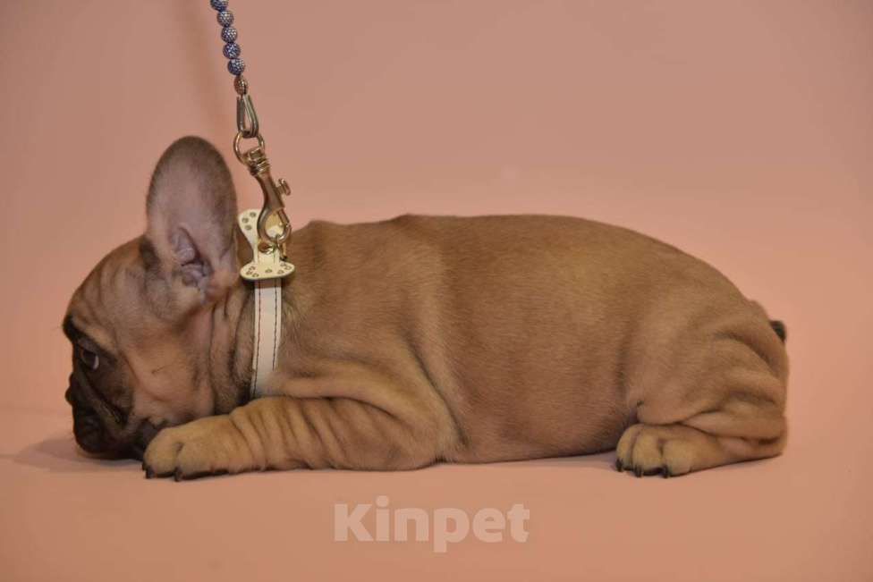 Собаки в Москве: Мальчик французского бульдога  Мальчик, 50 000 руб. - фото 6