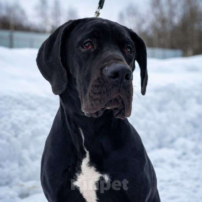 Собаки в Можайске: Немецкий дог. Девочка Девочка, 60 000 руб. - фото 2