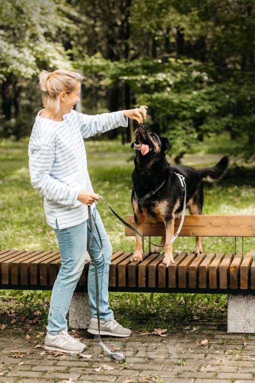 Собаки в Москве: Славный Майло ищет дом Мальчик, Бесплатно - фото 4