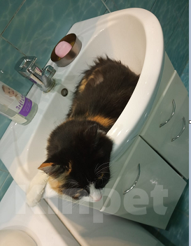 Кошки в Ставрополе: Потерялась кошечка, прошу помочь Девочка, 100 руб. - фото 2