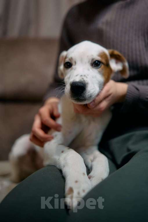 Собаки в Люберцах: Ищет дом малыш по имени Харпер! Мальчик, Бесплатно - фото 5