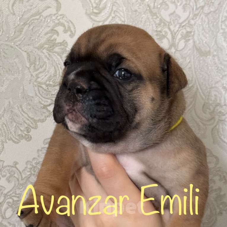 Собаки в Всеволожске: Континентальный бульдог РКФ Питомник Девочка, 150 000 руб. - фото 3