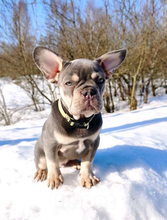 Собаки в других городах Московской области: Лиловый щенок Мальчик, 95 000 руб. - фото 2