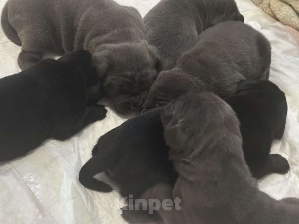 Собаки в других городах Московской области: Щенки Кане-корсо Девочка, 45 000 руб. - фото 5