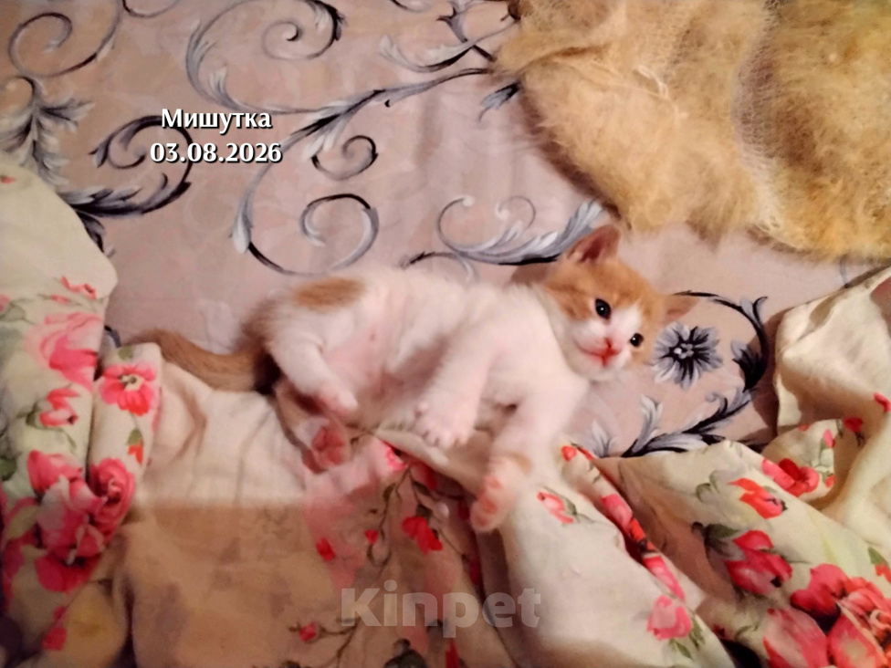 Кошки в других городах Мурманской области: Домашние котята Мальчик, 1 000 руб. - фото 7