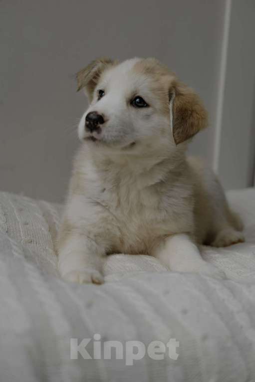 Собаки в Видном: Ягодка ищет дом Девочка, Бесплатно - фото 5