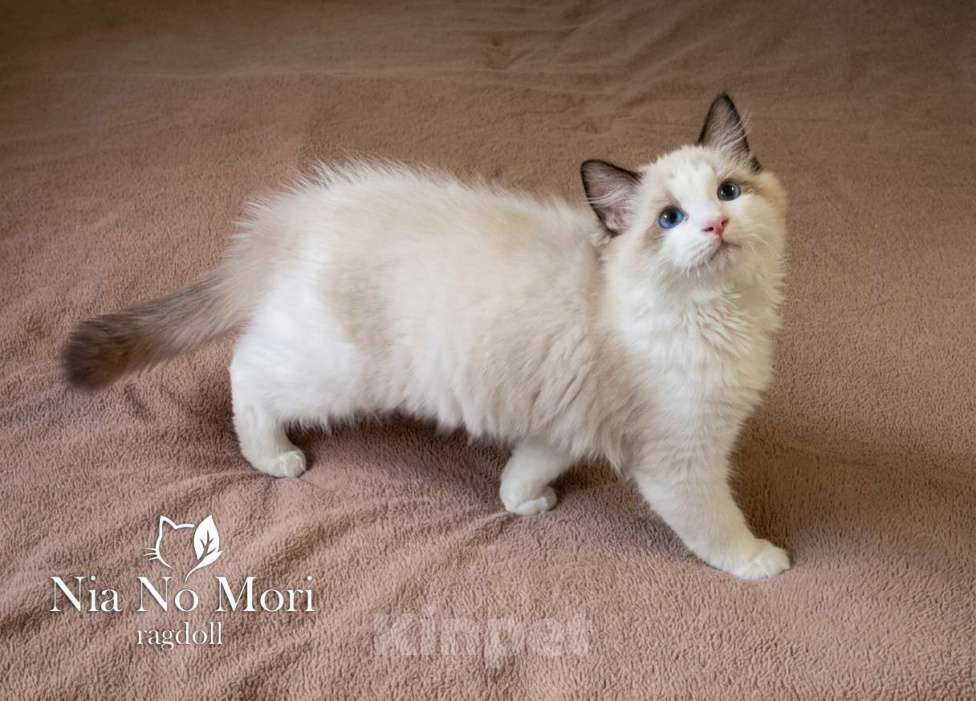 Кошки в Москве: Котёнок породы Рэгдолл - Brain Мальчик, 65 000 руб. - фото 1