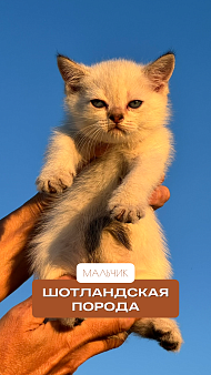Котёнок шотландский