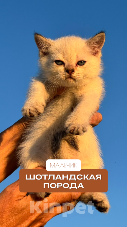 Кошки в других городах Краснодарского края: Котёнок шотландский Мальчик, 7 000 руб. - фото 1