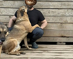 Собаки в Москве: Это не вы потеряли свой хвост??? Мы нашли! 🐕 Мальчик, Бесплатно - фото 8