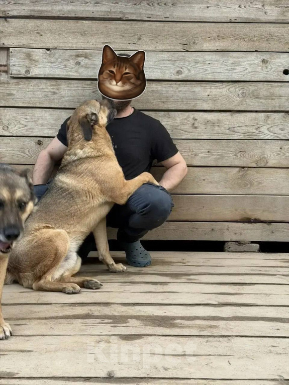 Собаки в Москве: Это не вы потеряли свой хвост??? Мы нашли! 🐕 Мальчик, Бесплатно - фото 8