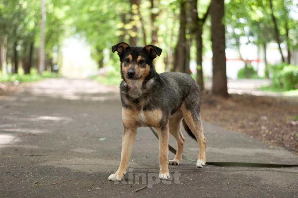 Собаки в Ногинске: Кузька - маленький песик в дар Мальчик, Бесплатно - фото 2
