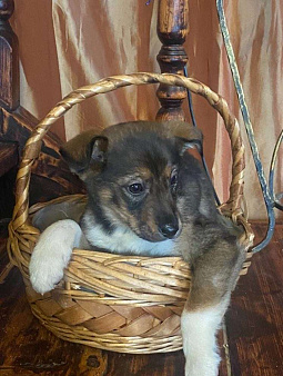 Щенок Сальса 2 месяца ждет свою семью