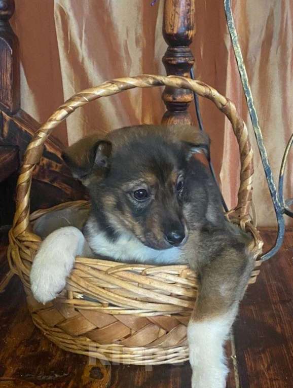 Собаки в Красногорске: Щенок Сальса 2 месяца ждет свою семью Девочка, Бесплатно - фото 1